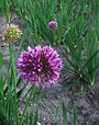 Garten-Knofi - Allium hybr. 'Quattro'