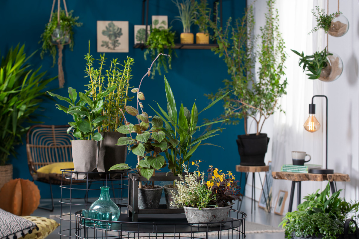Indoor Kräuter: Kräuter als Zimmerpflanzen - geht das?