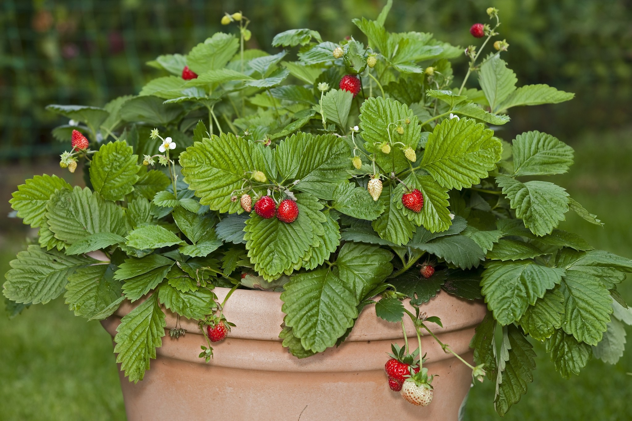 Wald-Erdbeere 'Hummi®-Waldfee' - Fragaria vesca
