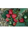 Hänge-Erdbeere 'Hummi®-Meraldo' - Fragaria ananassa