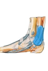 Bauerfeind Achillespees Brace Achillotrain