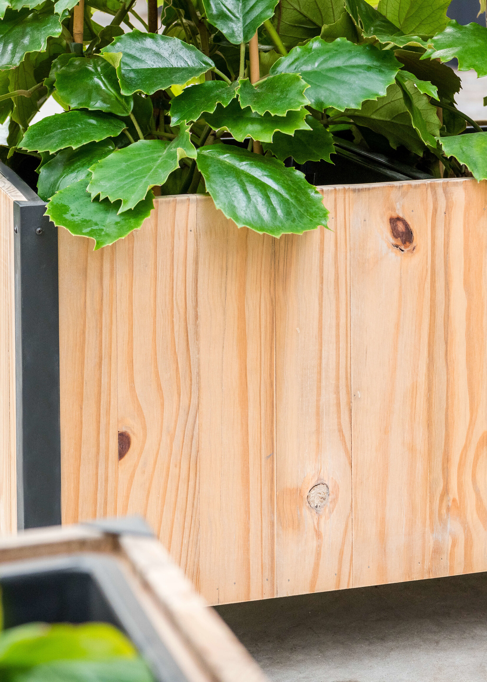 Luca Lifestyle - Marrone Pflanzkasten "Marrone Box Metal" Dark Flame Wood Rechteckig Holz