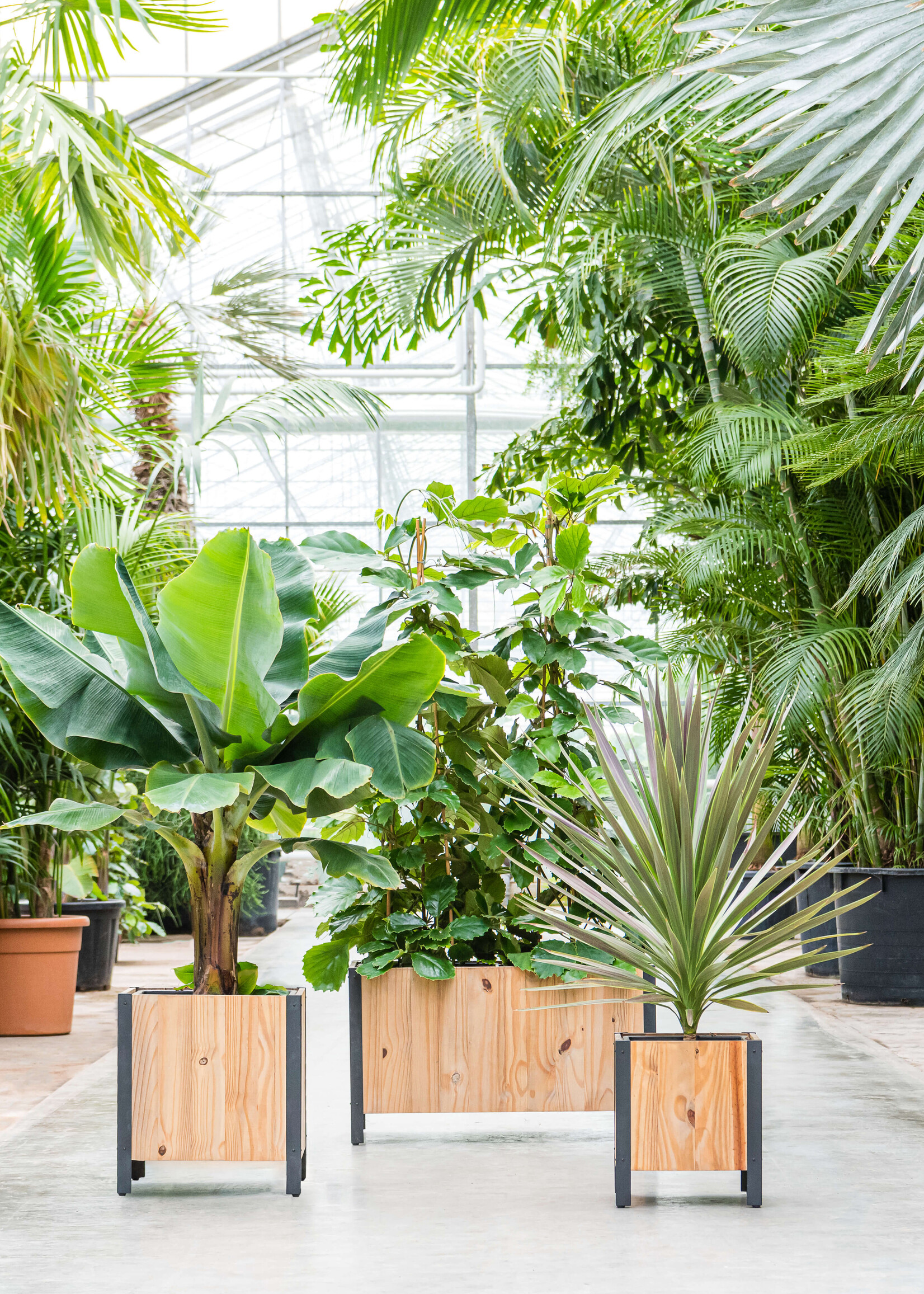 Luca Lifestyle - Marrone Pflanzkasten "Marrone Box Metal" Dark Flame Wood Rechteckig Holz