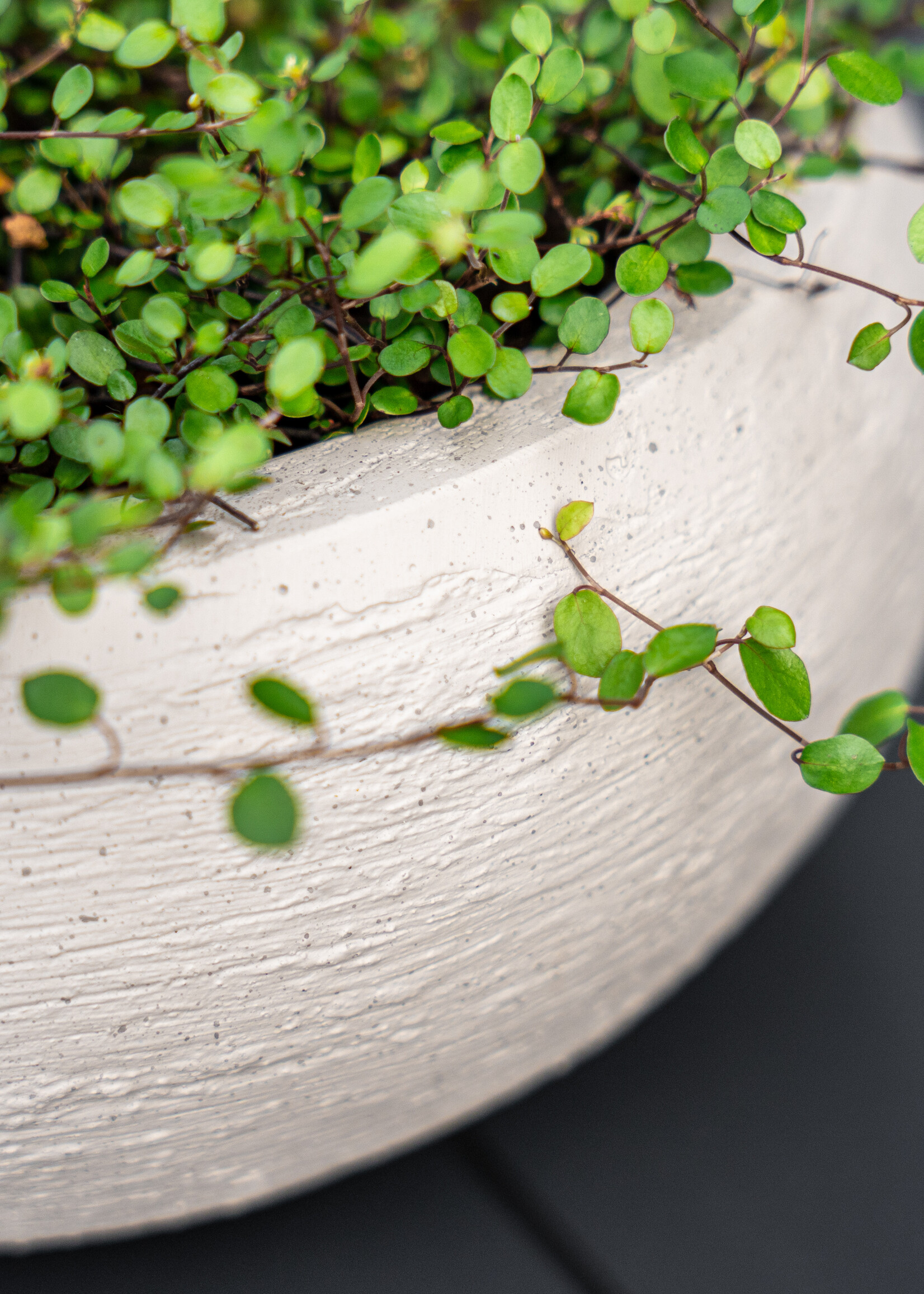 Luca Lifestyle - Terreno Pflanzkübel "Terreno Low Balloon" Sand Rund Fiberglas