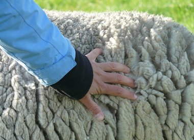 Schapenwol producten