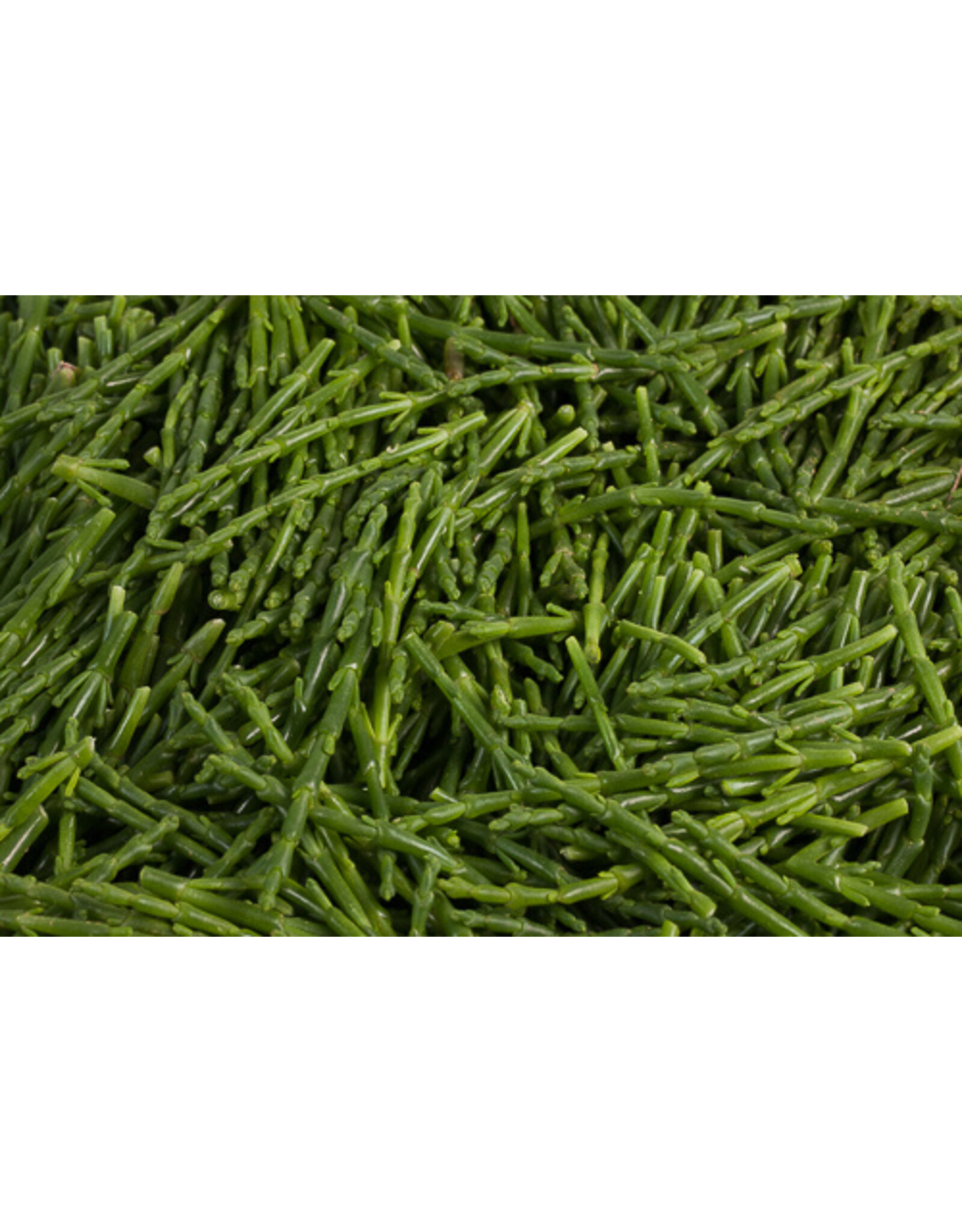Zeekraal per 100gr.