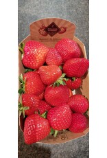 Aardbeien per 500gr eigen teelt.