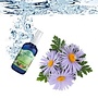 Lakshmi Kamille Blauw - Floral Water (Hydrolaat) Lakshmi Kamille Blauw - Floral Water (Hydrolaat)
