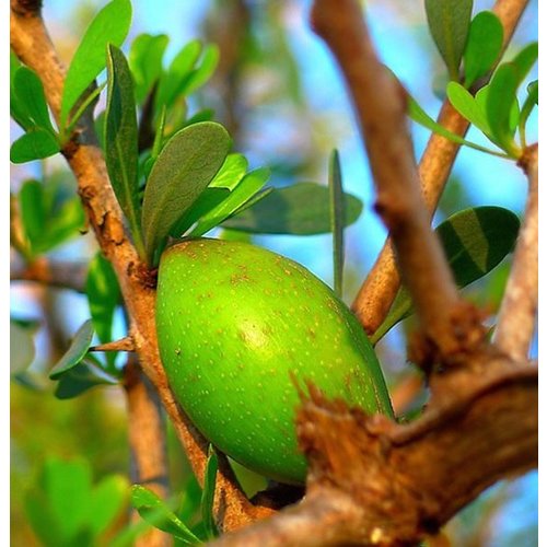 Lakshmi Argan Olie Lakshmi Argan Olie