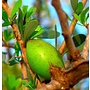 Lakshmi Argan Olie Lakshmi Argan Olie