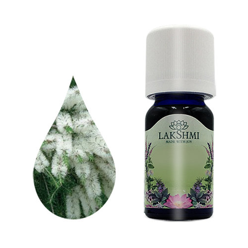 Lakshmi Tea Tree - Etherische Olie Lakshmi Tea Tree - Etherische Olie