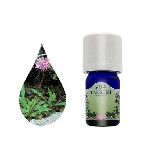 Lakshmi Spikenard Jatamansi - Etherische Olie Lakshmi Spikenard Jatamansi - Etherische Olie
