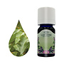 Lakshmi Eucalyptus Radiata - Etherische Olie Lakshmi Eucalyptus Radiata - Etherische Olie
