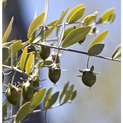 Lakshmi Jojoba Olie Lakshmi Jojoba Olie
