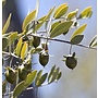 Lakshmi Jojoba Olie Lakshmi Jojoba Olie