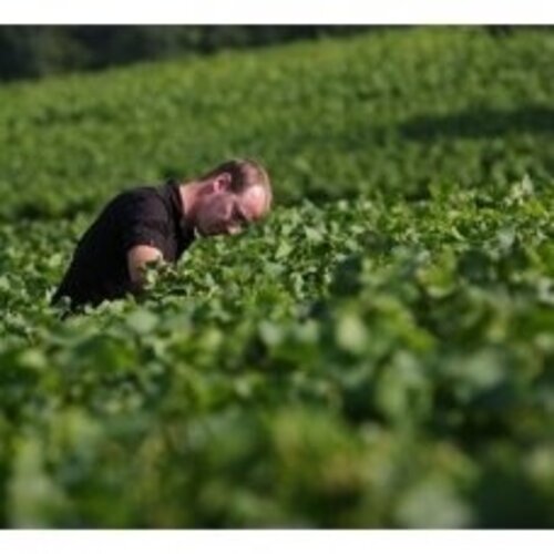 Champagne Pertois-Moriset