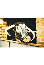 Gordon Trewinnard "A Cow, Eastern Europe" by GordonTrewinnard (10)