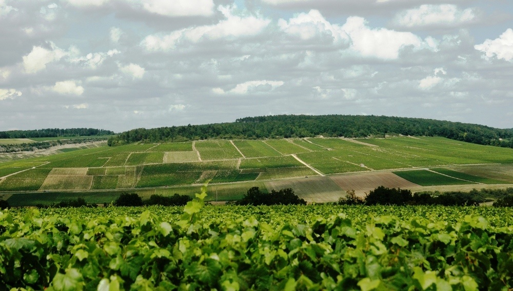 Chablis Montmains 1er Cru 2015