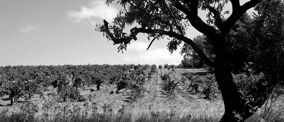 Heritage de Temps Rivesaltes Ambre 1951