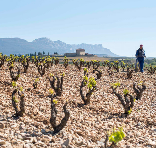 Rioja Joven Tempranillo 2019