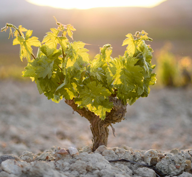 Rioja Joven Tempranillo 2019