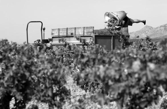 Heritage de Temps Rivesaltes Ambre 2009
