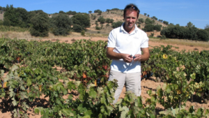 De absolute top uit Spanje, Bodegas Felix Callejo