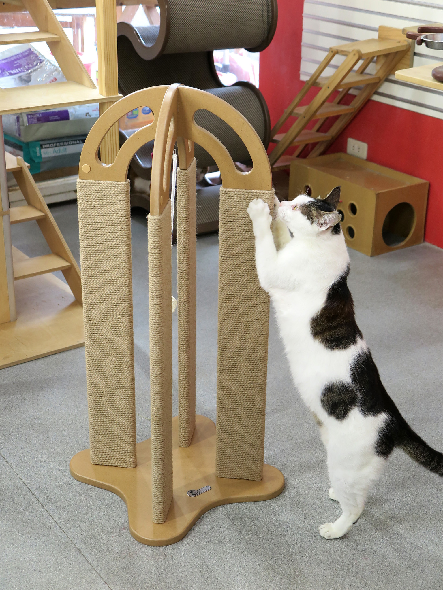 abces Lol De andere dag Design krabpaal - Catswall arched scratching post - Woozi dierenwinkel