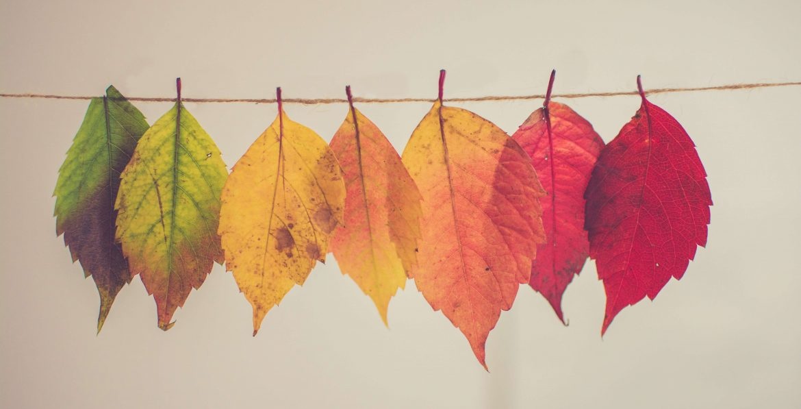 Blog - Help het is herfst! - Lief Leven