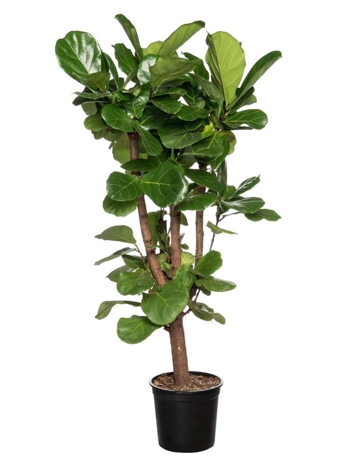 Plant Fiddle Leaf PU 180 cm.