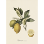 Poster Citronier Commun 50 x 70