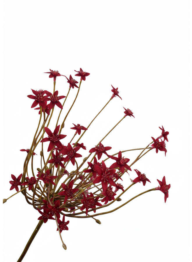 Silk-Ka ORNITHOGALUM STEEL BORDEAUX 84 cm