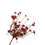 Silk-Ka ORNITHOGALUM STEEL BORDEAUX 84 cm