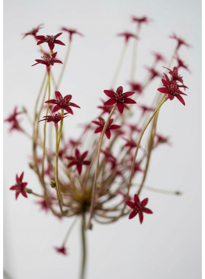 Silk-Ka ORNITHOGALUM STEEL BORDEAUX 84 cm