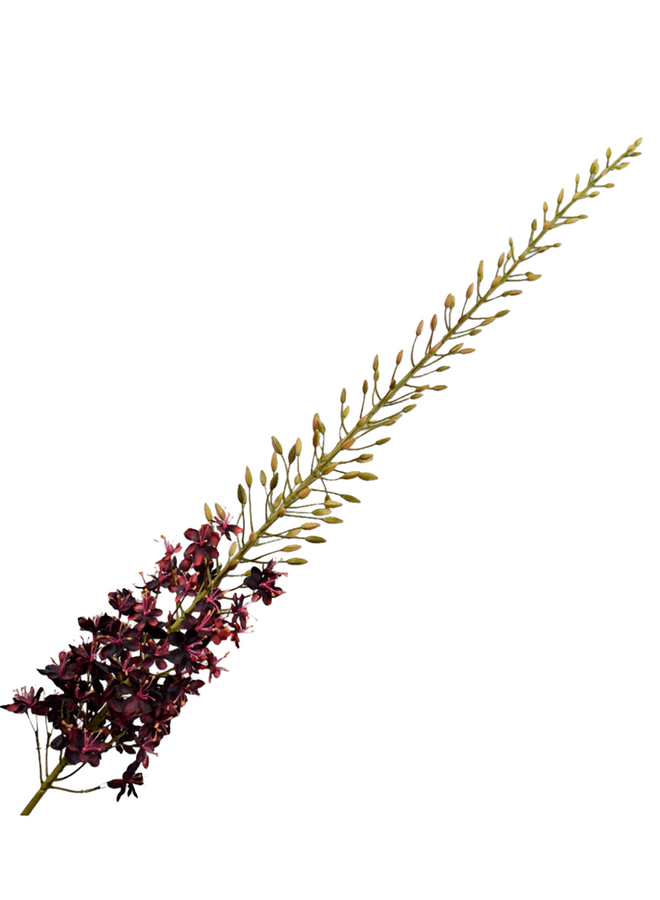 EREMURUS STEEL BORDEAUX 107 cm Silk-Ka