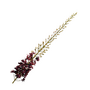 EREMURUS STEEL BORDEAUX 107 cm Silk-Ka