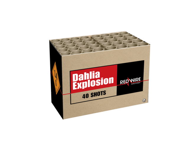 Dahlia Explosion 40 shots