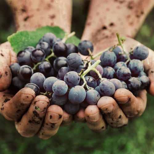 Zijn Zinfandel en Primitivo druiven hetzelfde?