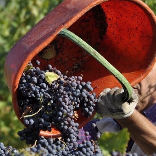 Wat is een Super-Tuscan?