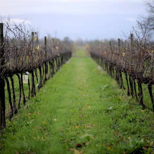 Terroir bij Italiaanse wijn