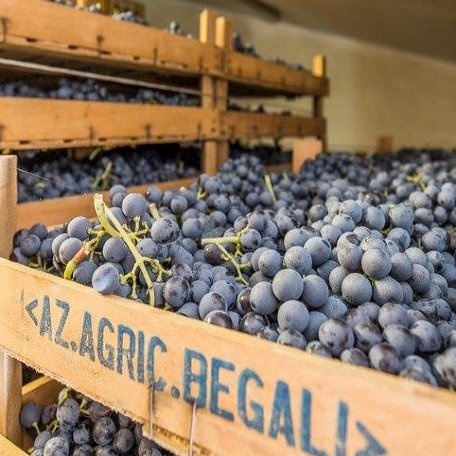 Alles over Amarone della Valpolicella