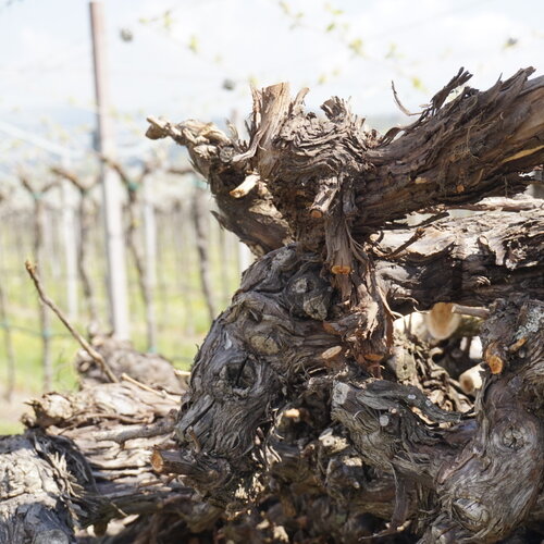 Verschil tussen Valpolicella Ripasso en Amarone