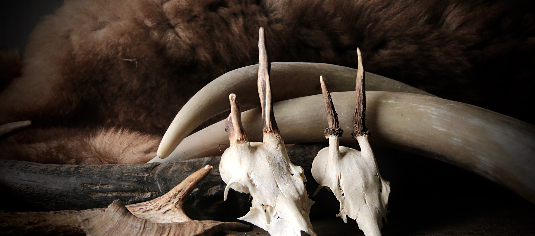 Animal Decoration