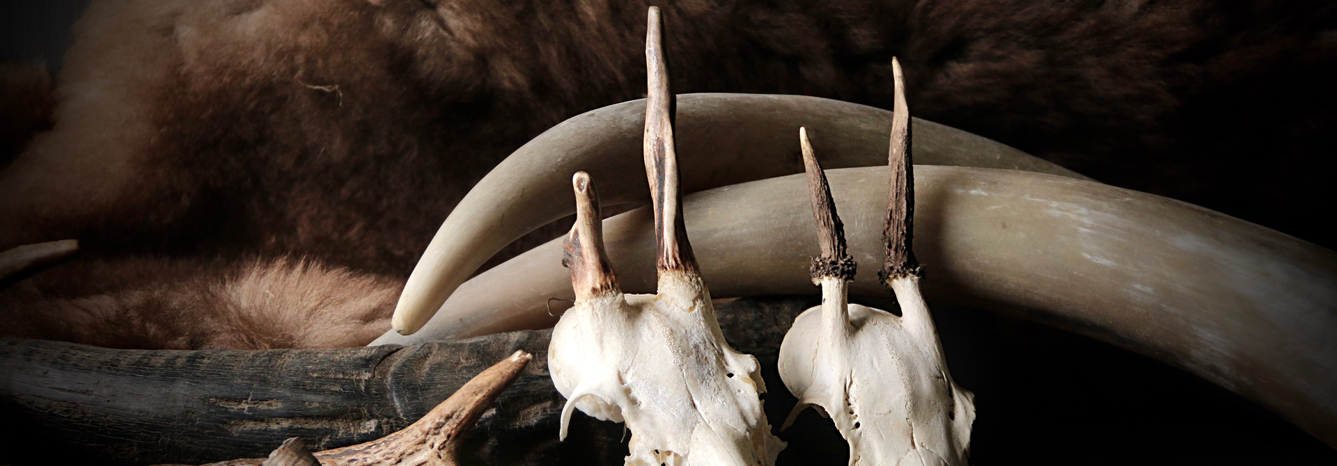Dieren & Natuurlijke Decoratie | Horens, Geweien & Houten Paarden | Herbers Lifestyle