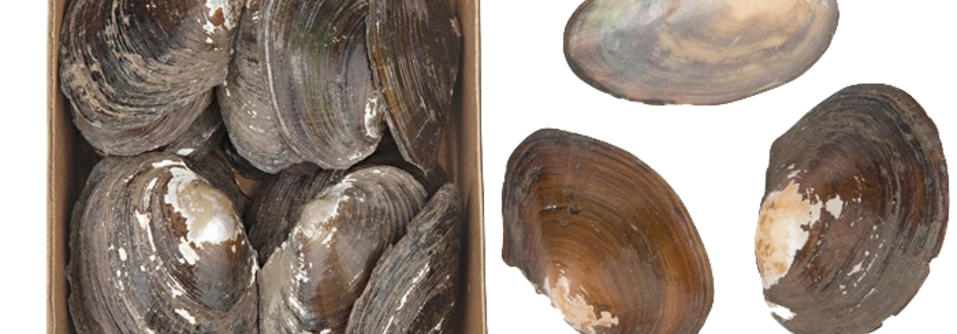 Annodonta Woodiana Muscheln