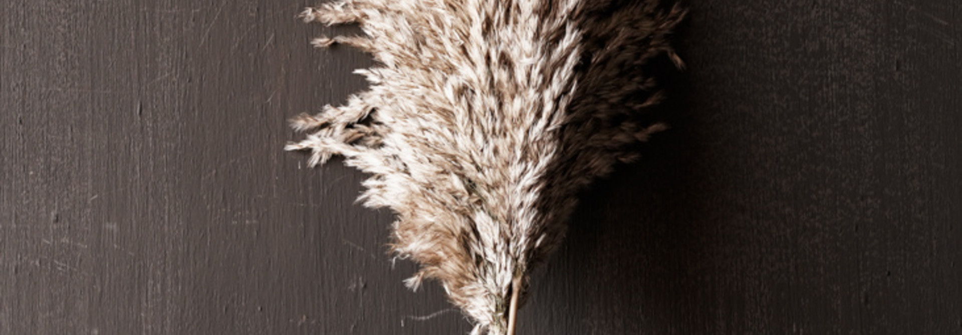 Pampas grass Jaxx