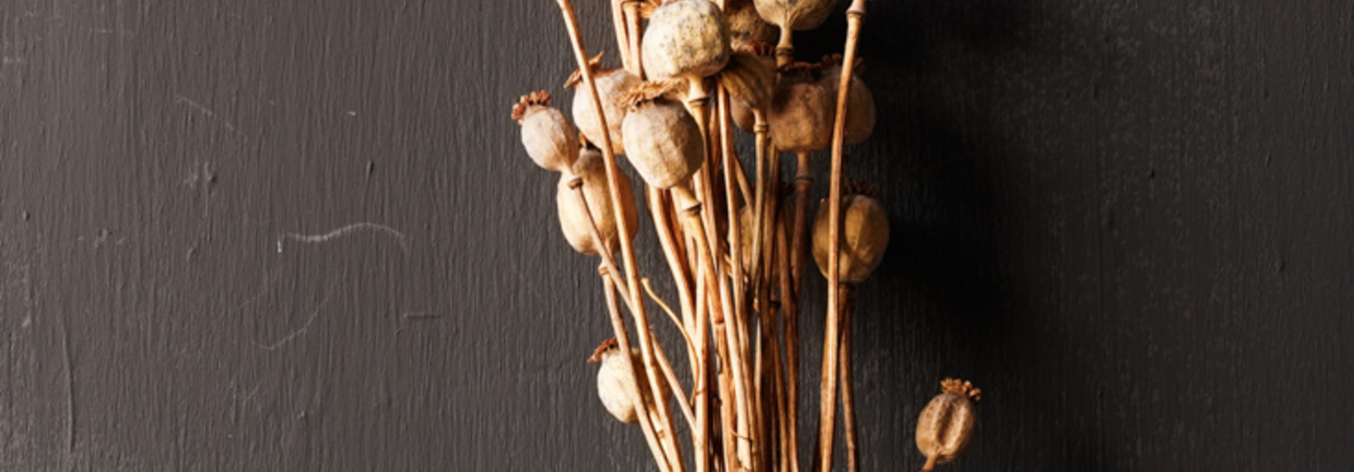 Poppy dried natural color