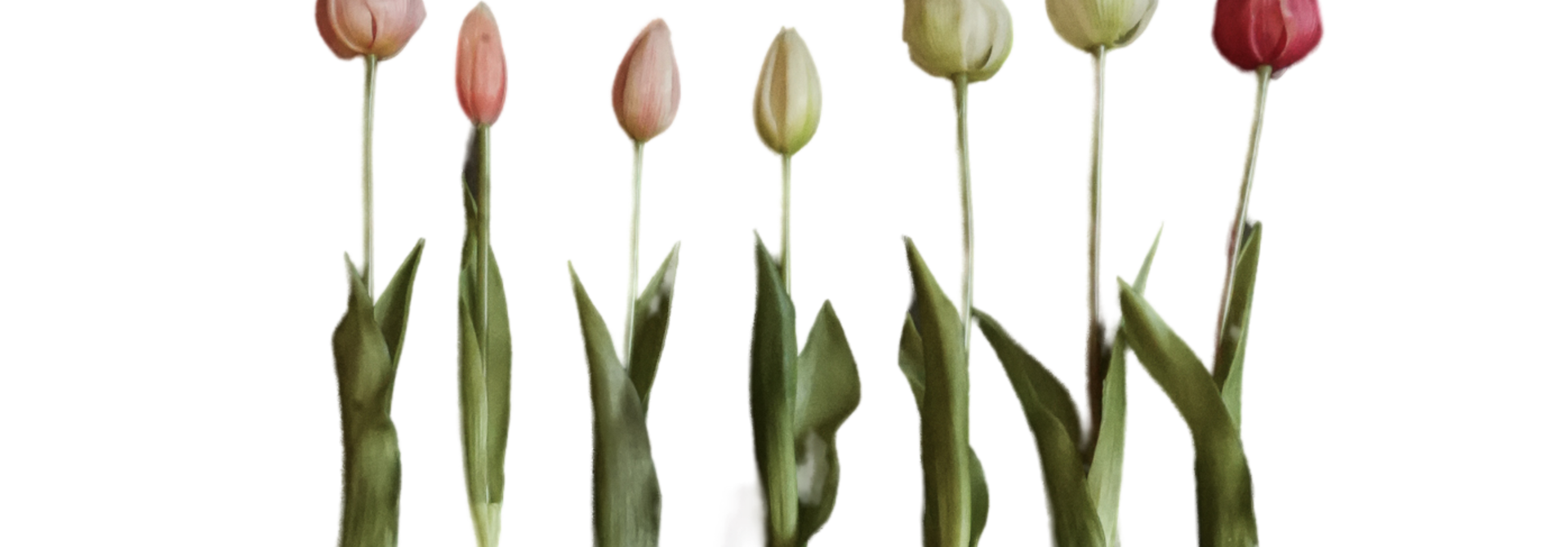 Bunch of artificial tulips