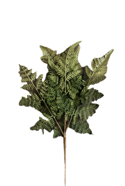 Takje Athyrium  Varen