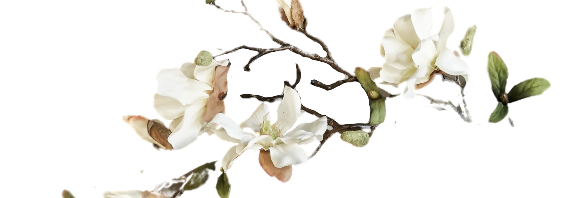 Magnolia branch art